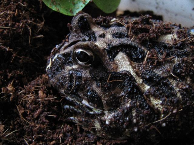 003 - Ceratophrys cranwelli.JPG